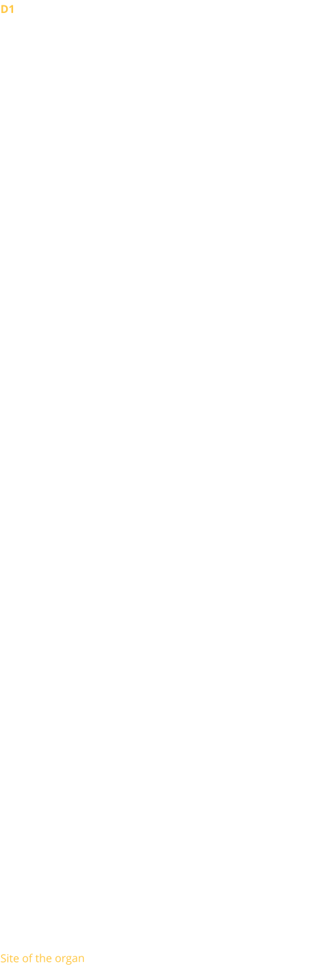 D1 There is hardly any information left on the organs of the Oratory before the Revolution. It is clear that the church of the Oratory, then a royal parish, must have possessed an instrument of great quality.  Assigned by Napoleon to the Reformed cult in 1811, the Oratory received the old organ of the church of St Louis du Louvre. It had been donated by Louis Féline, a member of the Reformed Consistory. Quickly judged insufficient to accompany the singing of the Psalms, it was ceded in 1835 to the Reformed parish of Nantes.  1828 The Consistory ordered an instrument with 3 manuals and 26 stops (including 10 reeds) from the organ builder Callinet-Somer. It sat in an empire-style sideboard designed by Hippolyte Godde. In 1845, at the instigation of the titular organist E. Meumann, a project to build a larger organ (with 32 feet and 56 stops) was born. Meumann then argued that the latter would then be better able to accompany Protestant worship. After much procrastination, it was finally only a restoration with a few repairs that was carried out in 1852 by the Maison Cavaillé-Coll who then took care of the maintenance of the organ.   1898 As part of a major renovation of the church, a new reconstruction of the organ was envisaged.  The work was entrusted to Joseph Merklin, who increased the instrument to 32 stops, installed an upside-down console and equipped the instrument with a pneumatic transmission. The alterations were paid for by a bequest from a parishioner.   This instrument performed well until the 1950s, when the instrument showed many signs of fatigue.  1962 After various consultations, the parish favoured the construction of a new organ on a new, more spacious gallery (to accommodate the Oratory's large choir). The construction of the new instrument was then entrusted to the Gonzalez establishments, which created a neoclassical organ without an electropneumatic action case, with 3 manuals and pedal and 67 stops. 32 stops of the previous organ were integrated and completely re-voiced. The stoplist was entrusted to Norbert Dufourcq. In order to keep as much space as possible on the tribune, the back positive was placed in 2 parts in side niches on either side of the tribune. One side is enclosed (including Bourdon, Flute, Cornet, and Cromorne), while the other is not (Principals, mixtures, and reeds). The organ layout is distributed between the main case on the gallery (with the Récit above and the Pedal to the side) and two side cases for the Positif.   1987 Overahul by Jean-Marc Cicchéro.   2012 Installation of an electric traction, an electronic combiner, a sequencer and a transposer by Bernrad Dargassies.  2014-2015 Overhaul by Bernard Dargassies.  Site of the organ
